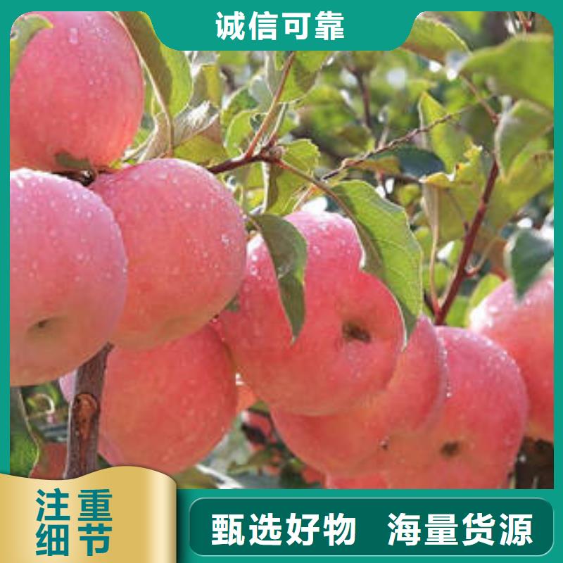 购买【景才】红富士苹果苹果种植基地优选好材铸造好品质