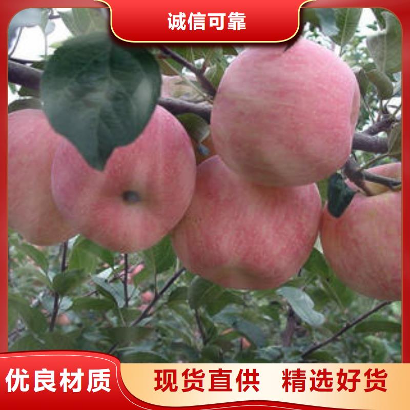 《景才》:红富士苹果红富士苹果批发大量现货品质值得信赖-