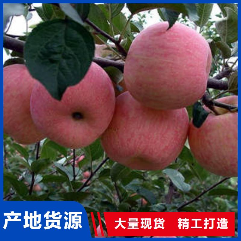 《景才》:红富士苹果_红富士苹果批发优选厂商源厂供货-