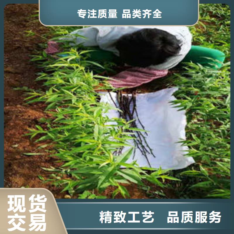 桃树苗核桃苗品质无所畏惧