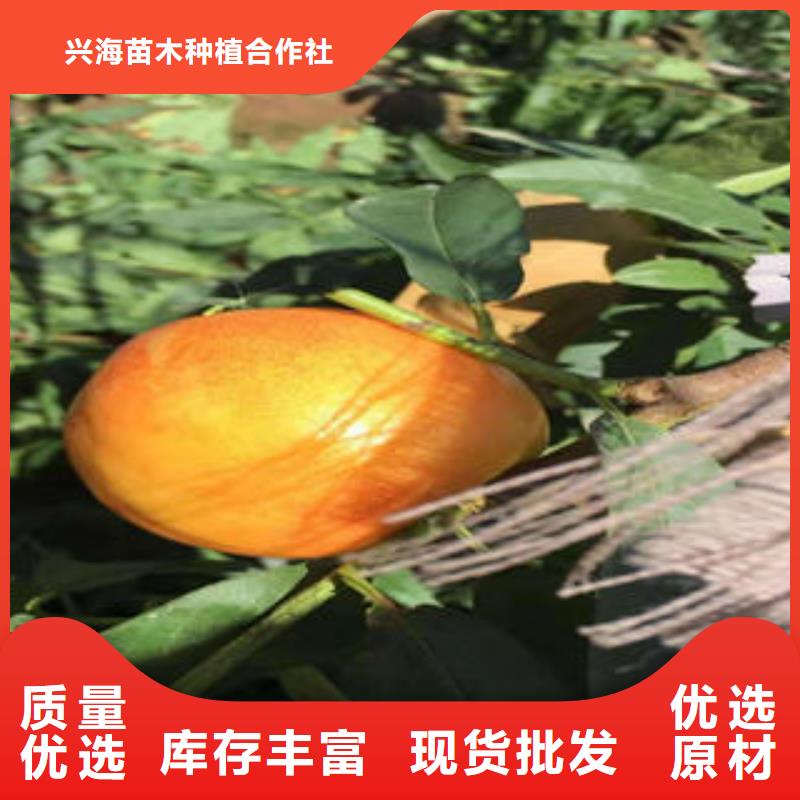 桃树苗蓝莓苗出厂价