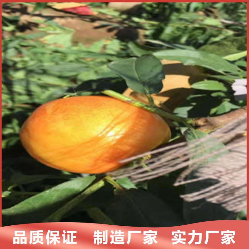 桃树苗,【花椒苗】厂家现货批发