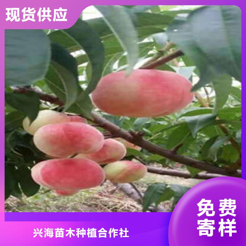 桃树苗苹果苗实力公司
