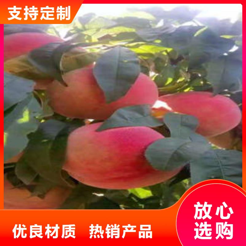 桃树苗【蓝莓苗】现货直供