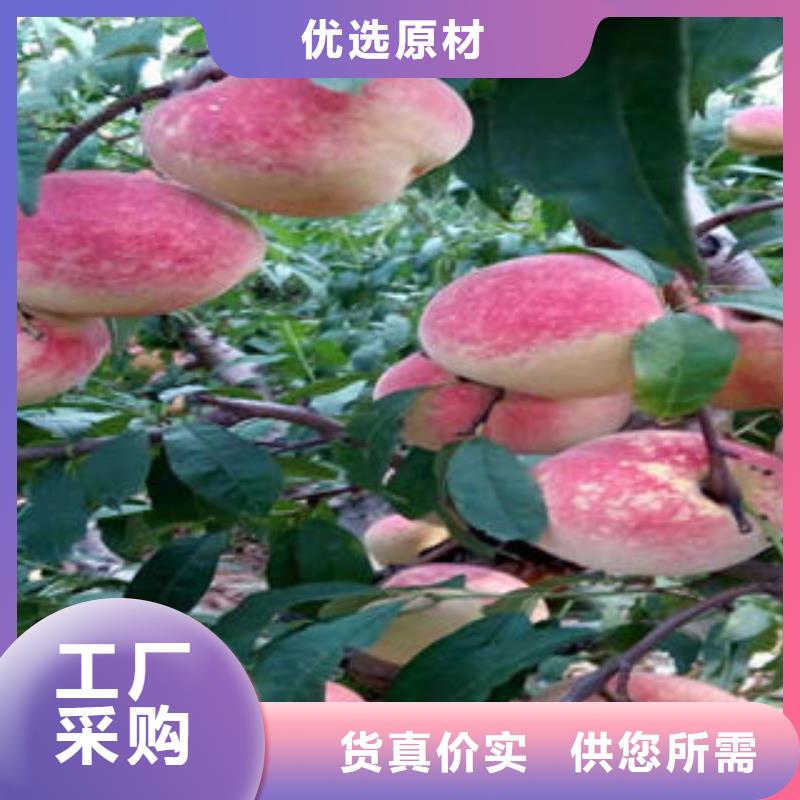 桃树苗,【花椒苗】厂家现货批发