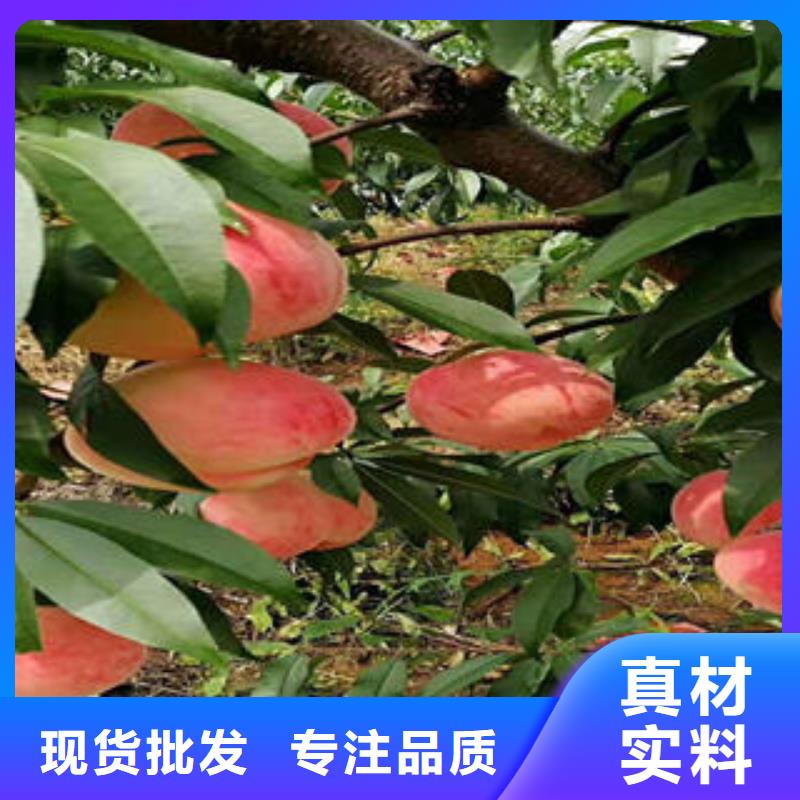 【桃树苗花椒苗质检合格出厂】