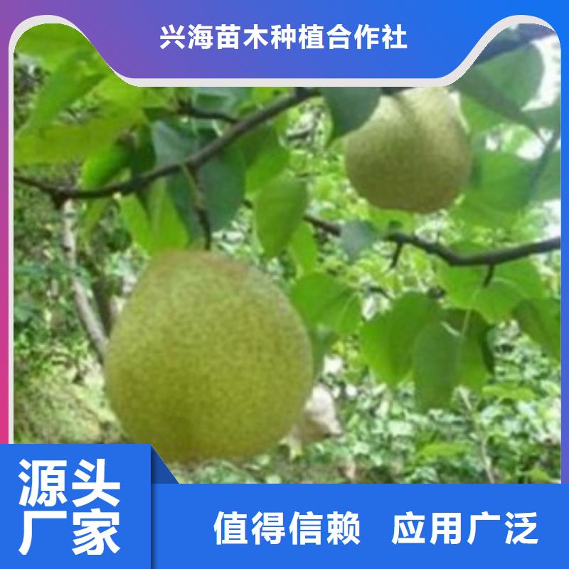 【梨树苗蓝莓苗种类齐全】