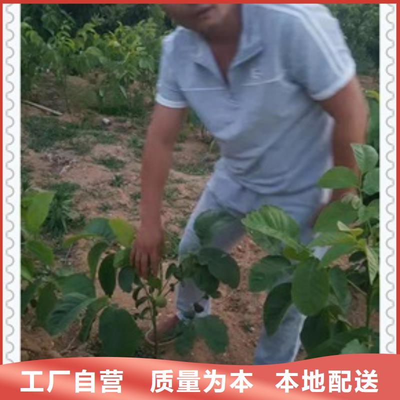 核桃苗【蓝莓苗】服务始终如一