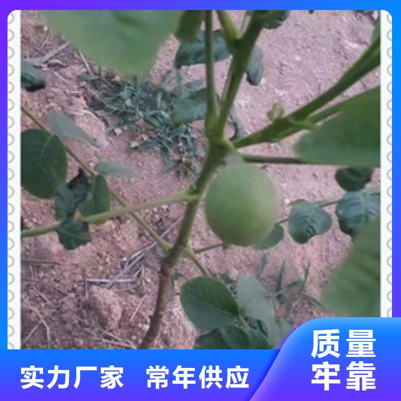 【核桃苗】桃树苗多种工艺