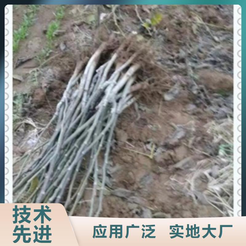 以质量求生存[兴海]核桃苗_苹果苗欢迎来电咨询