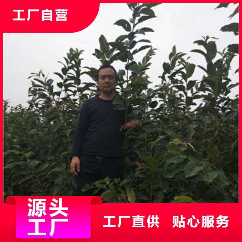 板栗苗花椒苗客户满意度高