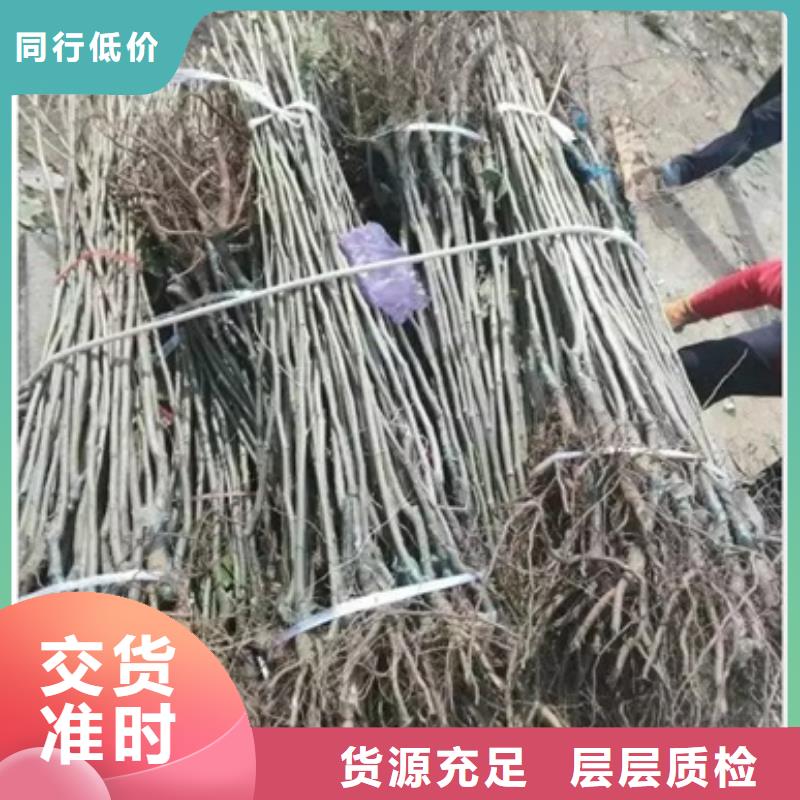 板栗苗苹果苗现货批发