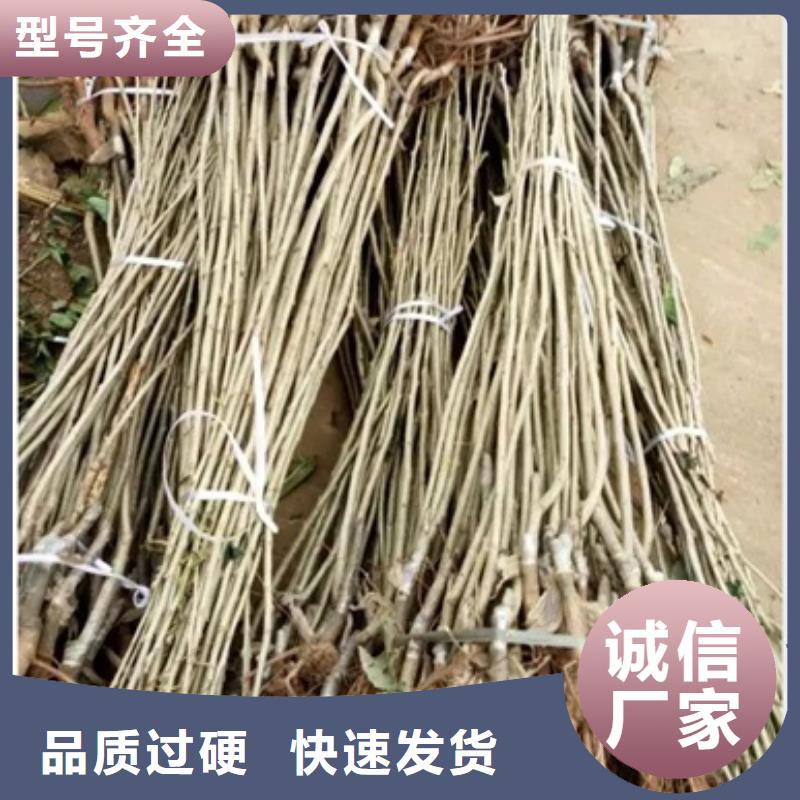 板栗苗苹果苗多家仓库发货