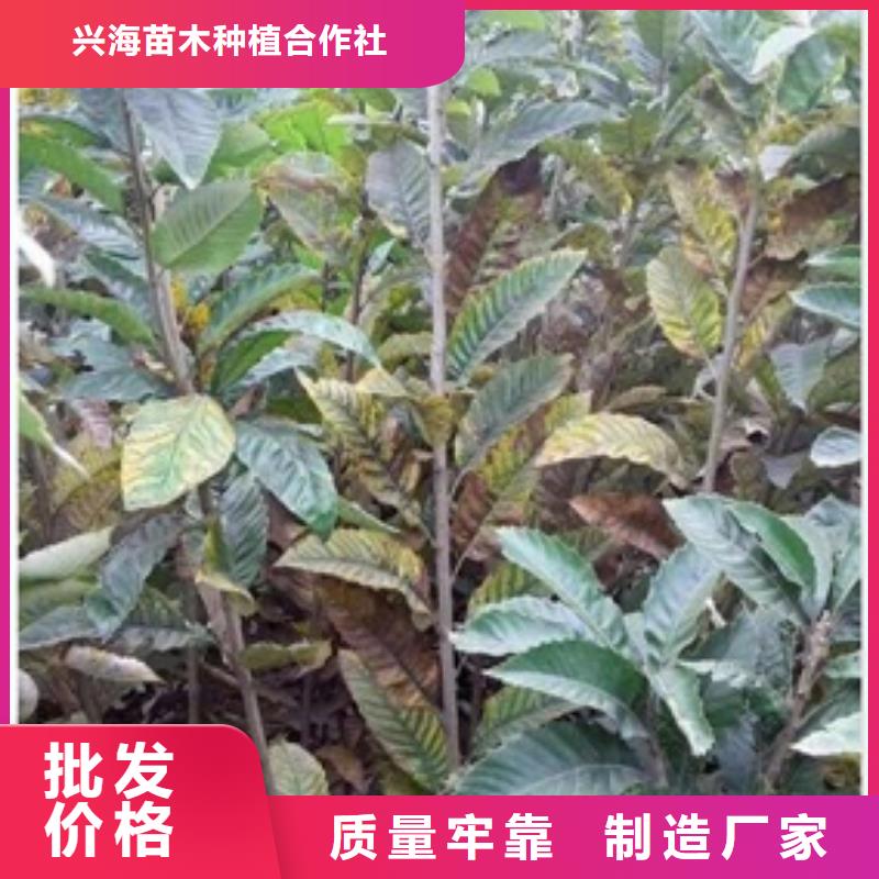 板栗苗花椒苗客户满意度高