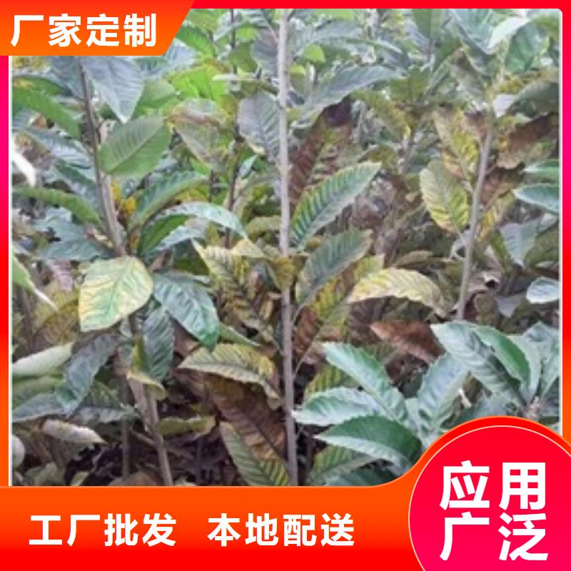 【板栗苗花椒苗专注细节更放心】