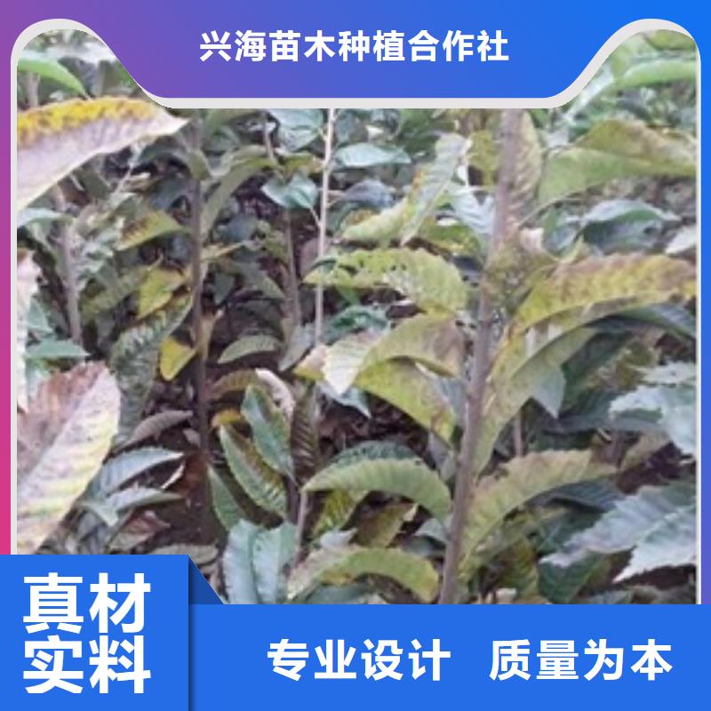 板栗苗蓝莓苗敢与同行比价格