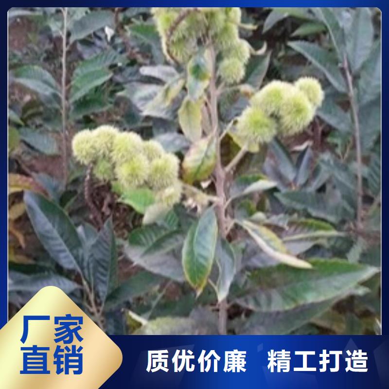 【板栗苗】花椒苗真材实料加工定制