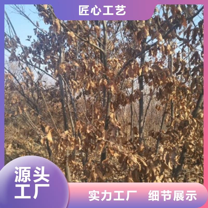 板栗苗蓝莓苗生产厂家