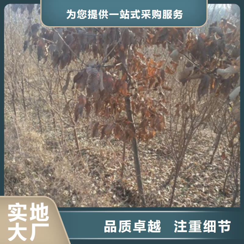 板栗苗-桃树苗实体诚信经营