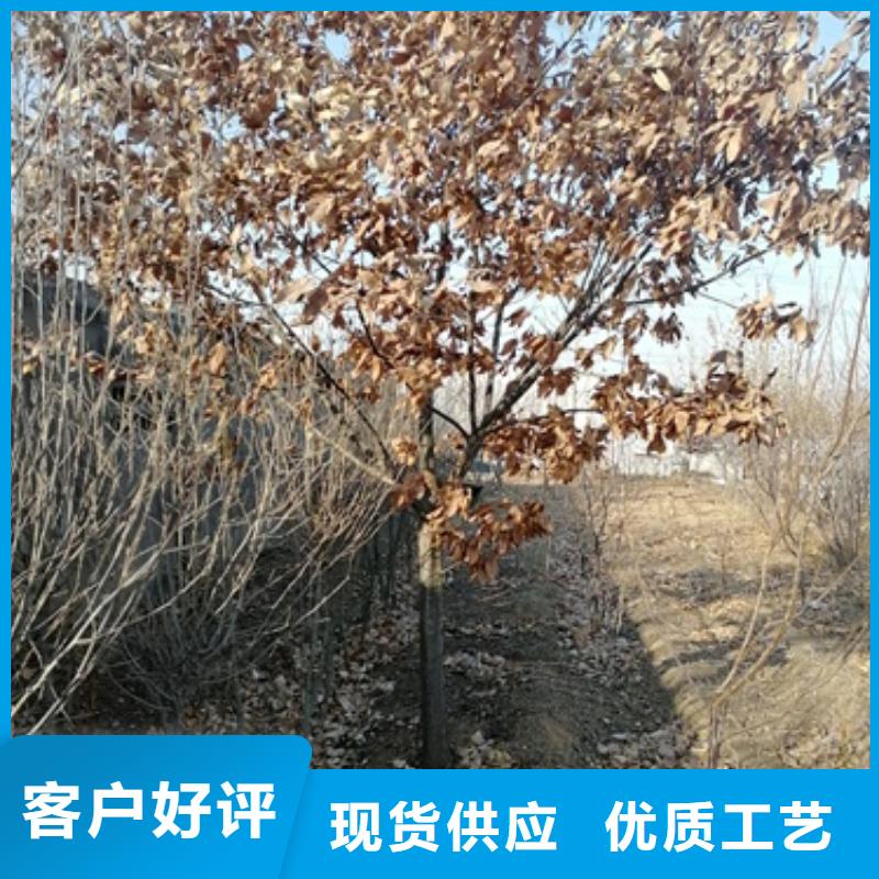 【板栗苗】花椒苗真材实料加工定制