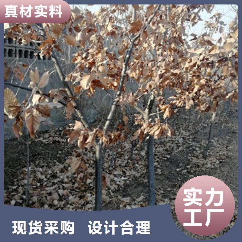 板栗苗-【花椒苗】专注细节更放心