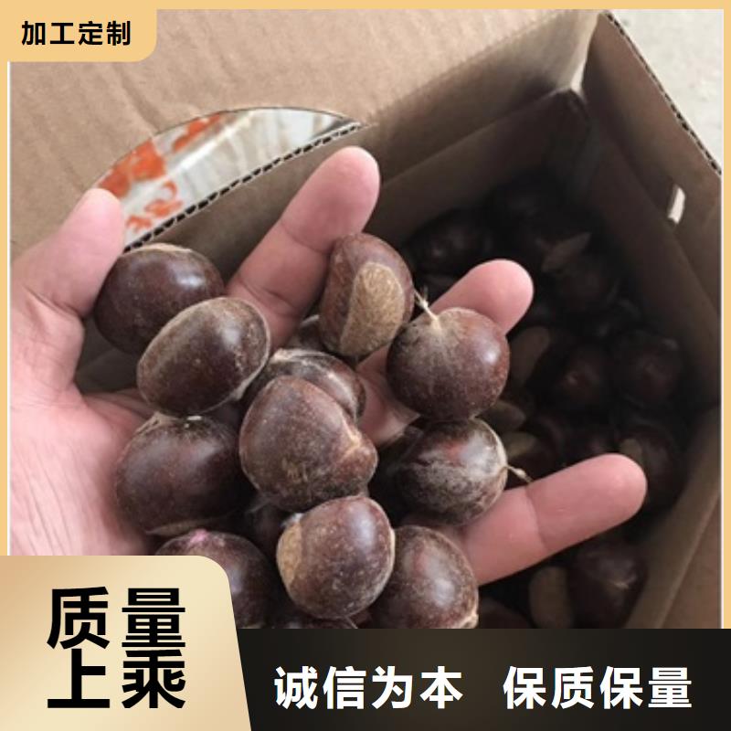 板栗苗苹果苗现货批发