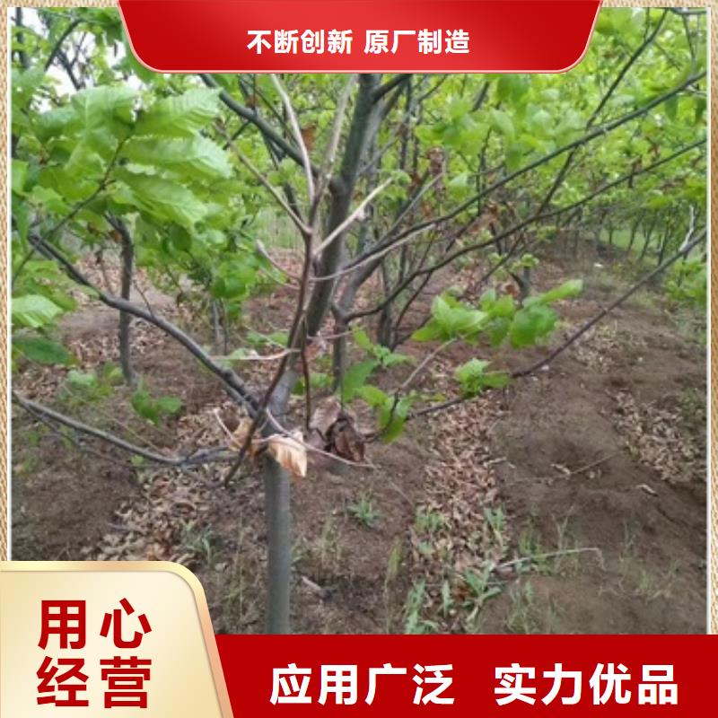 板栗苗苹果苗免费回电