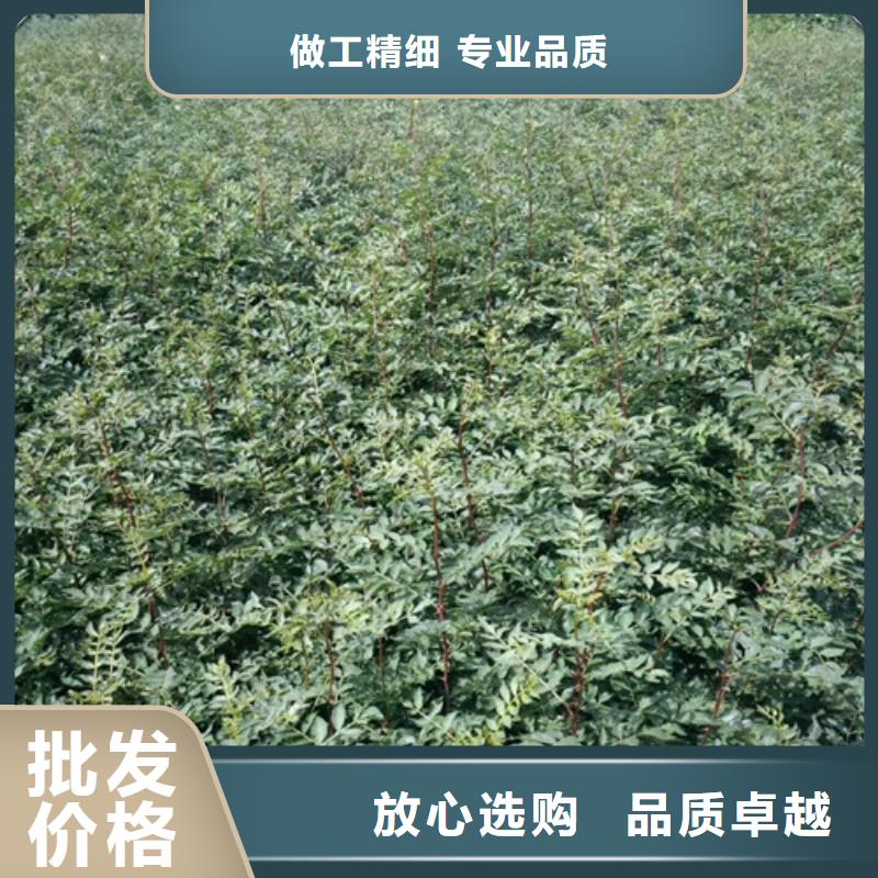 花椒苗山楂苗现货满足大量采购