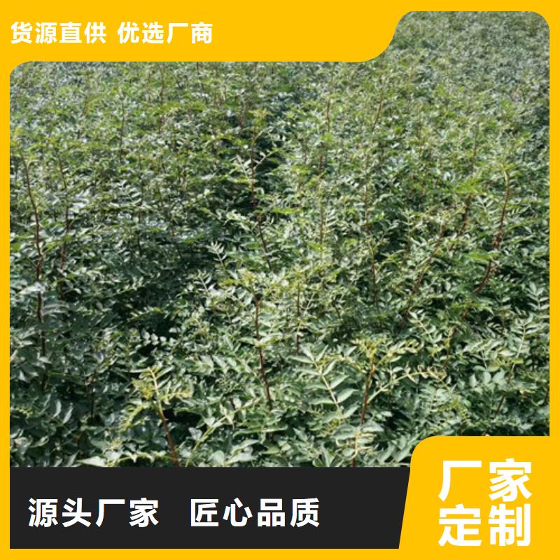 花椒苗蓝莓苗口碑好实力强