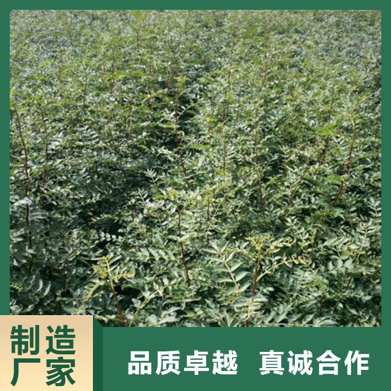 花椒苗山楂苗现货满足大量采购