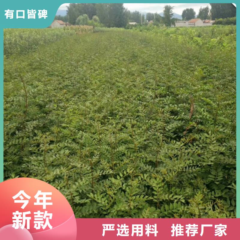 【花椒苗板栗苗敢与同行比质量】