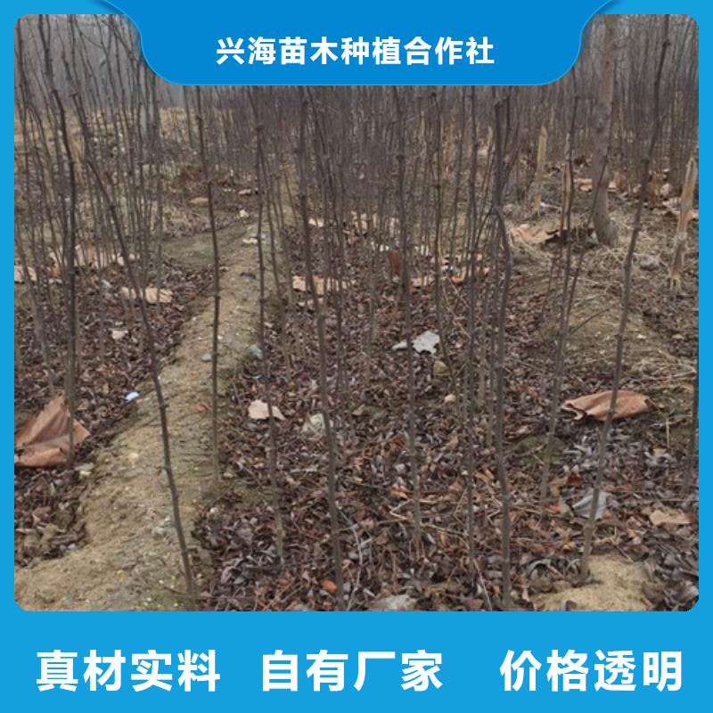 花椒苗_梨树苗满足多种行业需求