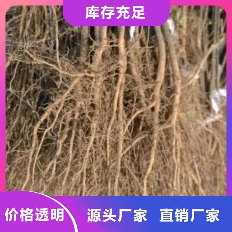 花椒苗山楂苗支持货到付清