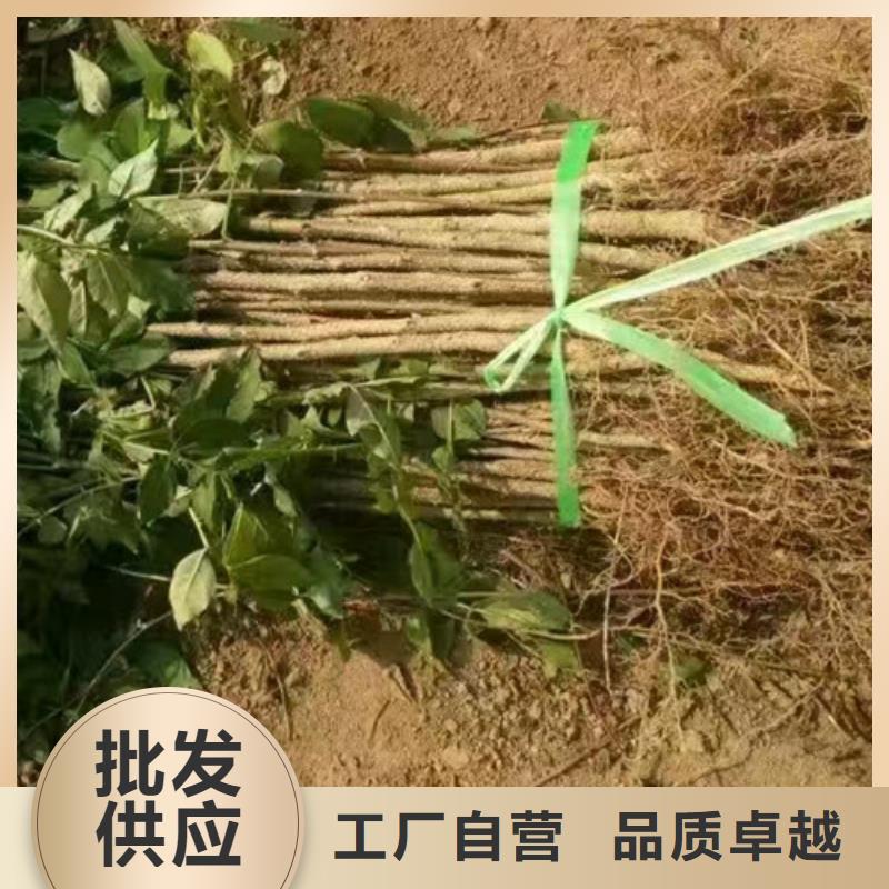 花椒苗蓝莓苗厂家直销供货稳定