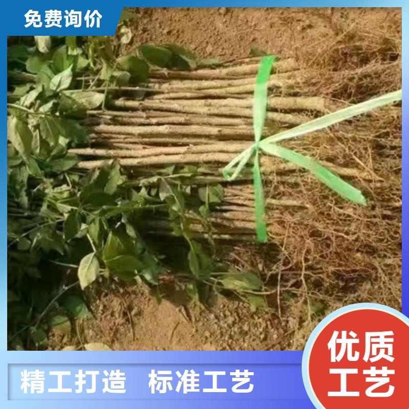 【花椒苗梨树苗甄选好物】