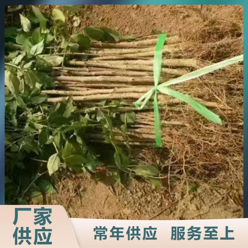 花椒苗山楂苗现货满足大量采购