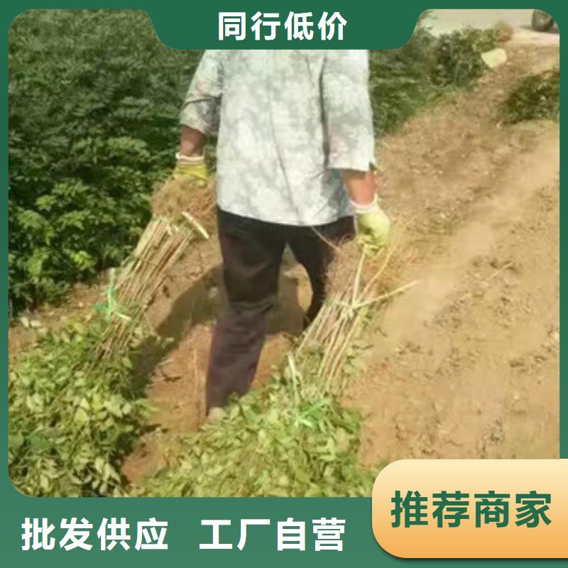 花椒苗蓝莓苗免费回电