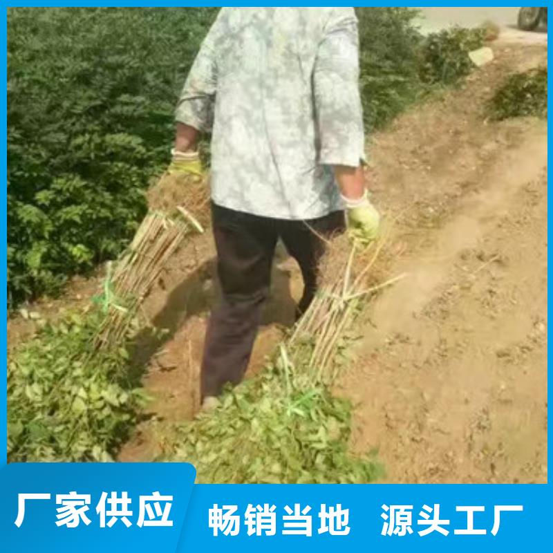 【花椒苗,桃树苗安心购】