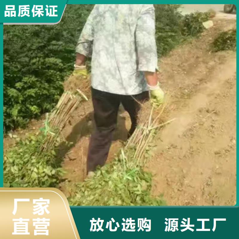 花椒苗多年行业经验