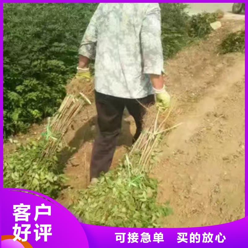 【花椒苗板栗苗实力优品】