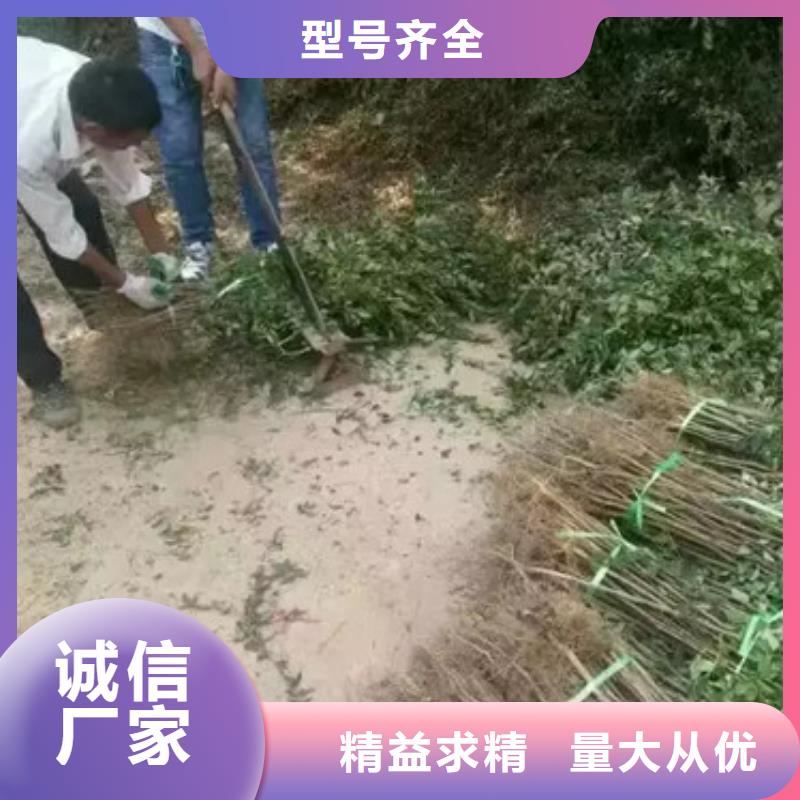 花椒苗,梨树苗生产安装