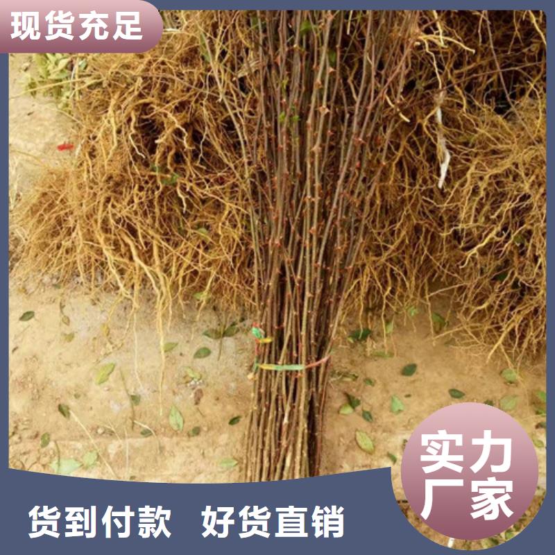 花椒苗-【梨树苗】多种规格供您选择