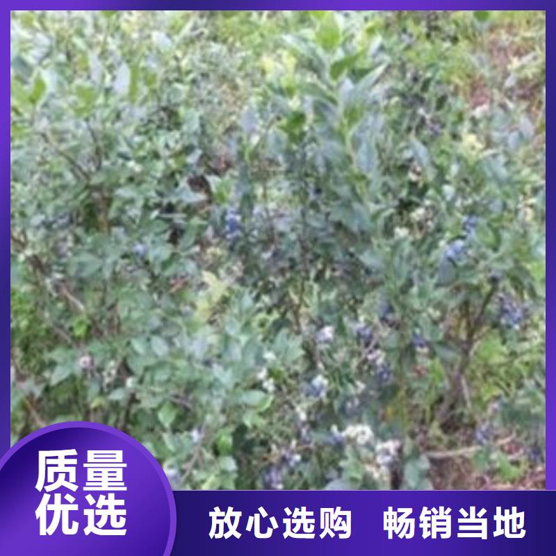 蓝莓苗苹果苗快速报价