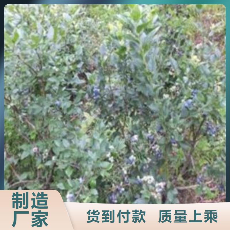 蓝莓苗李子苗供您所需