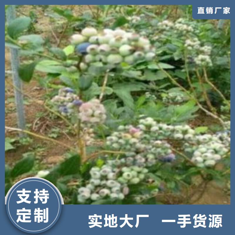 蓝莓苗苹果苗源头实体厂商