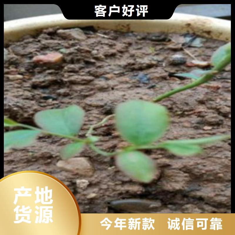 【蓝莓苗桃树苗现货采购】