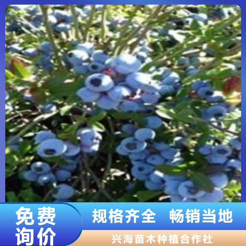 蓝莓苗【花椒苗】严选好货