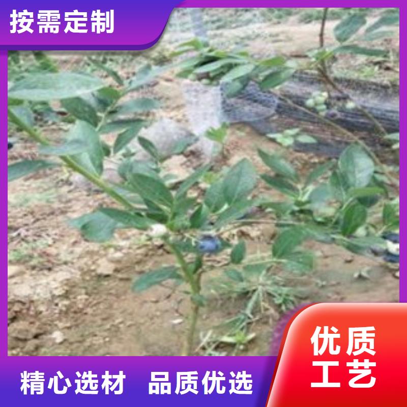 蓝莓苗李子苗采购无忧