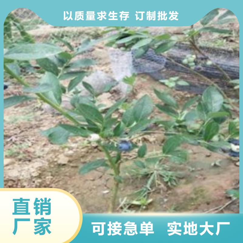 蓝莓苗【板栗苗】低价货源