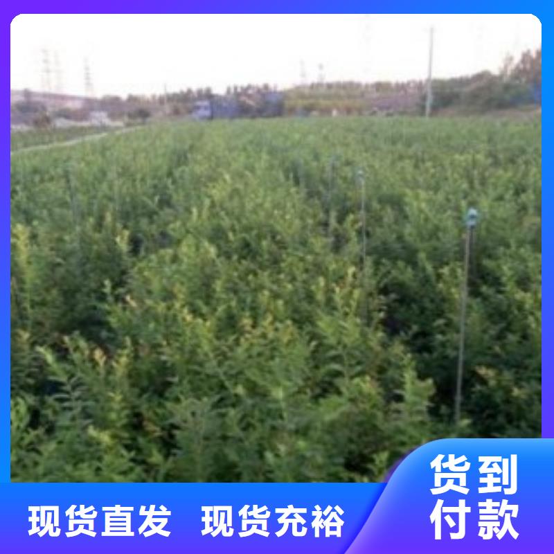 【蓝莓苗,苹果苗大品牌值得信赖】